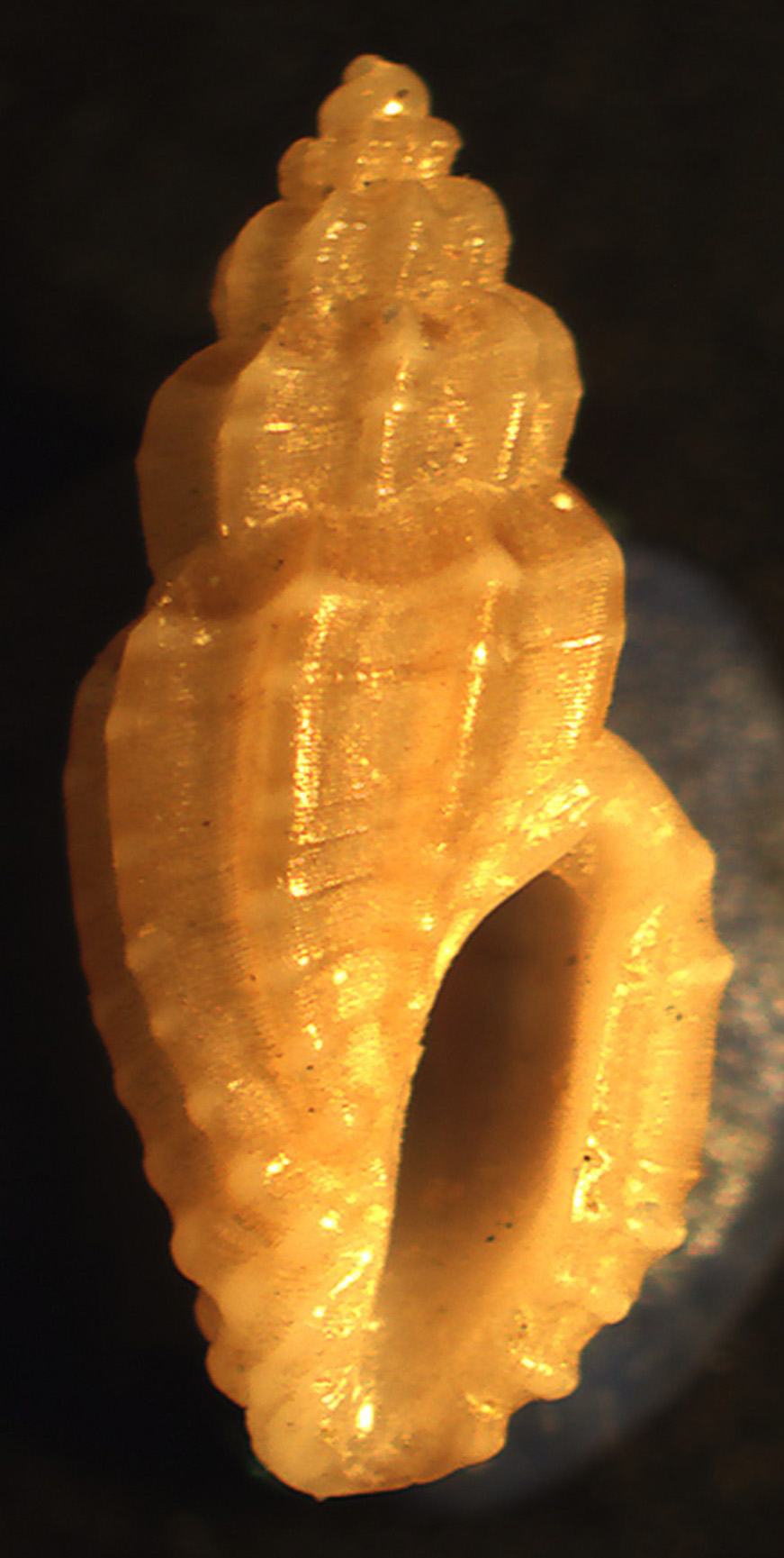 Mangelia stosiciana?